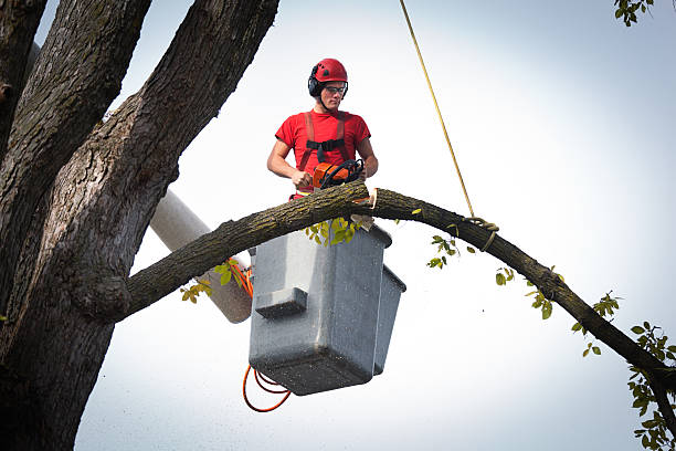 Leaf Removal in Robie Creek, ID